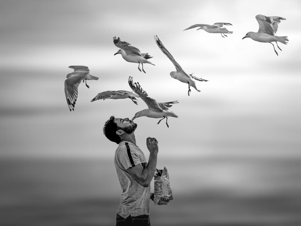 Man Feeds Flying Gulls by Irene Wu — canvas wall art