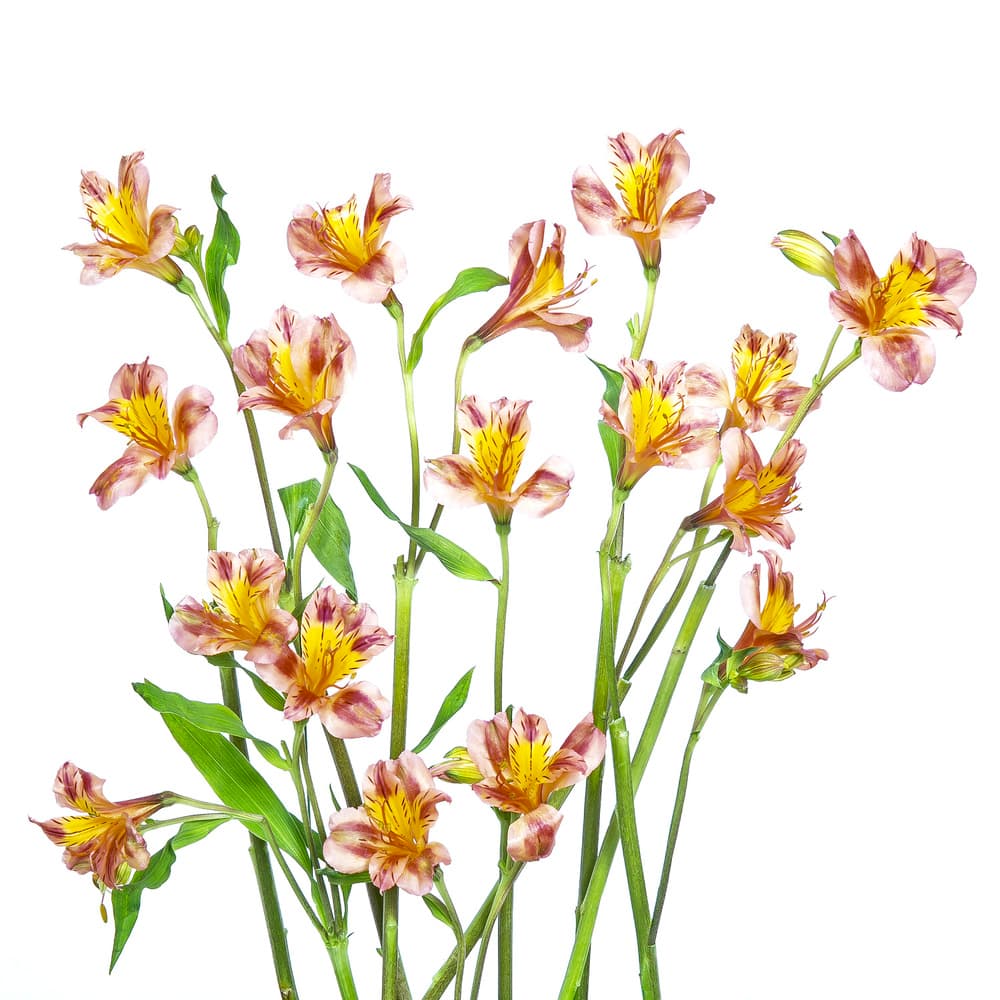 Vibrant Alstroemeria Bouquet by Hardik Pandya — canvas wall art