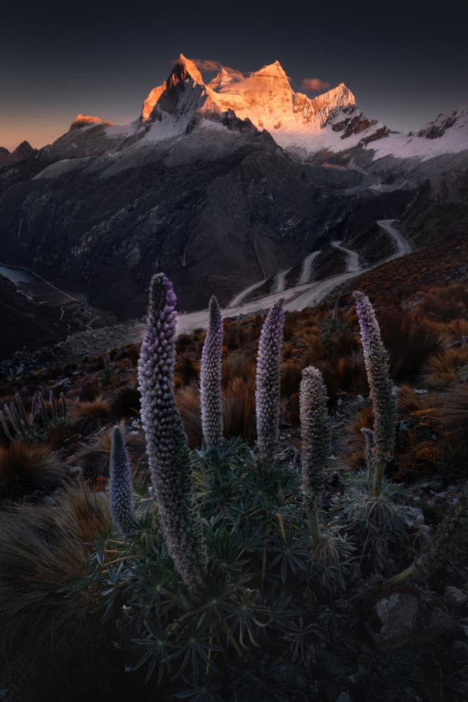 Majestic Mountain Blooms by Karol Nienartowicz — canvas wall art