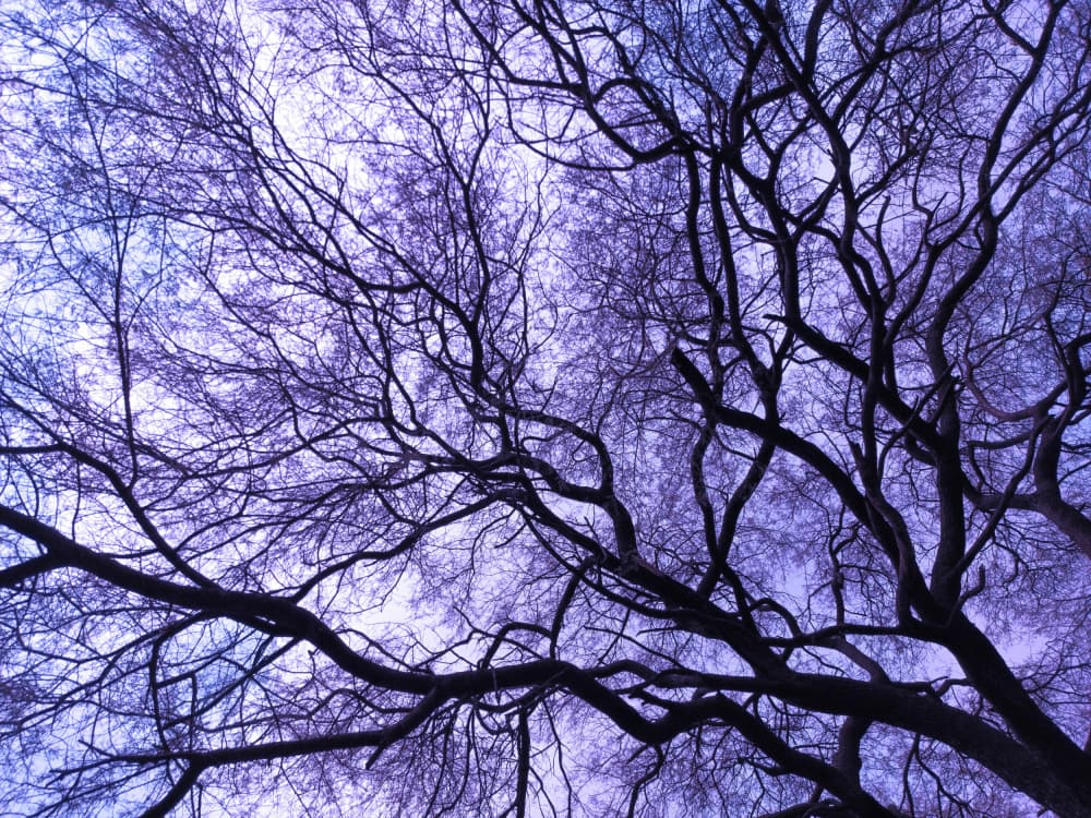 Purple Sky Branches by Santhosh ch — canvas wall art