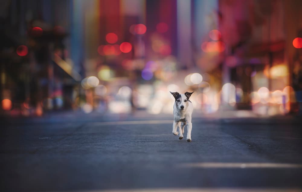 Running Dog City Lights by Heike Willers — canvas wall art