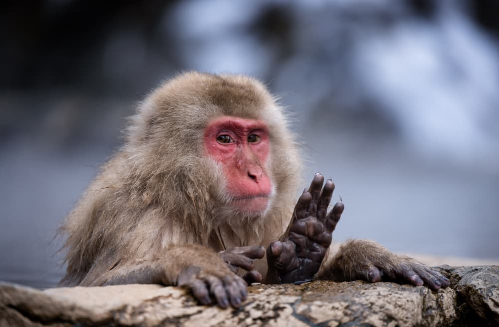 Peaceful Snow Monkey by Joanna W — canvas wall art