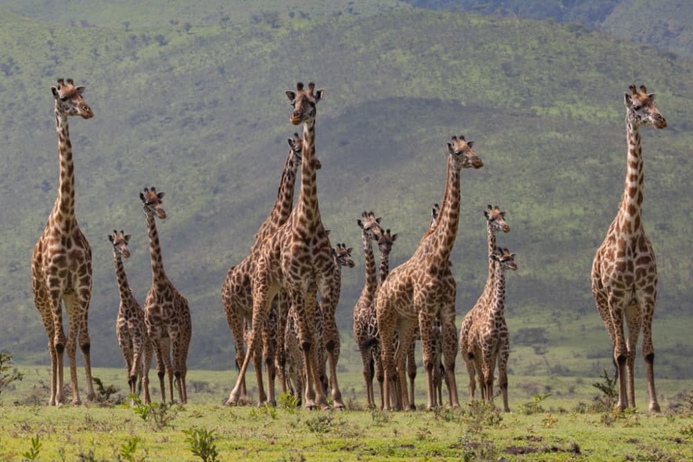 African Giraffe Herd by Bee Thalin — canvas wall art