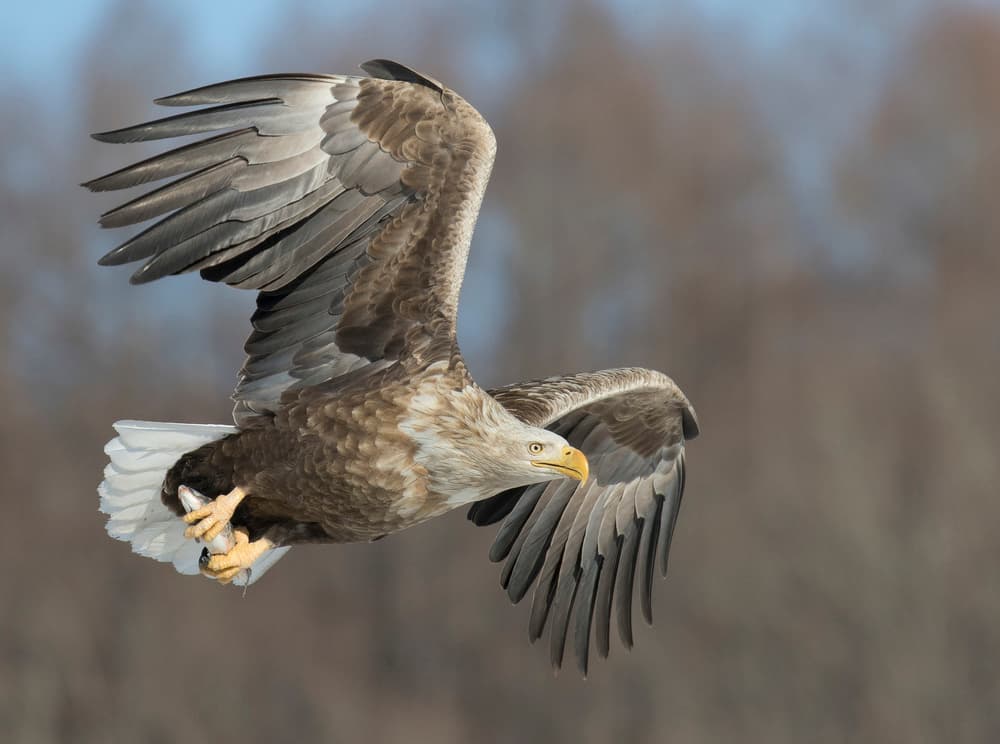 White-tailed Eagle Catch by C.S. Tjandra — canvas wall art