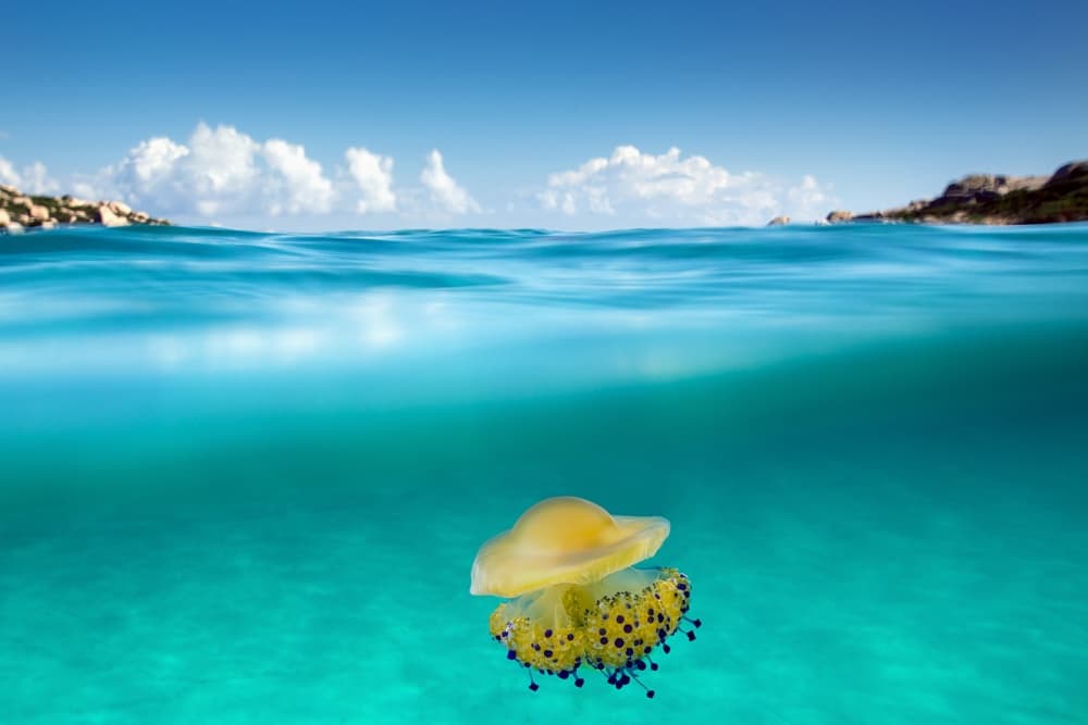 Turquoise Ocean Jellyfish by Roberto Sysa Moiola — canvas wall art