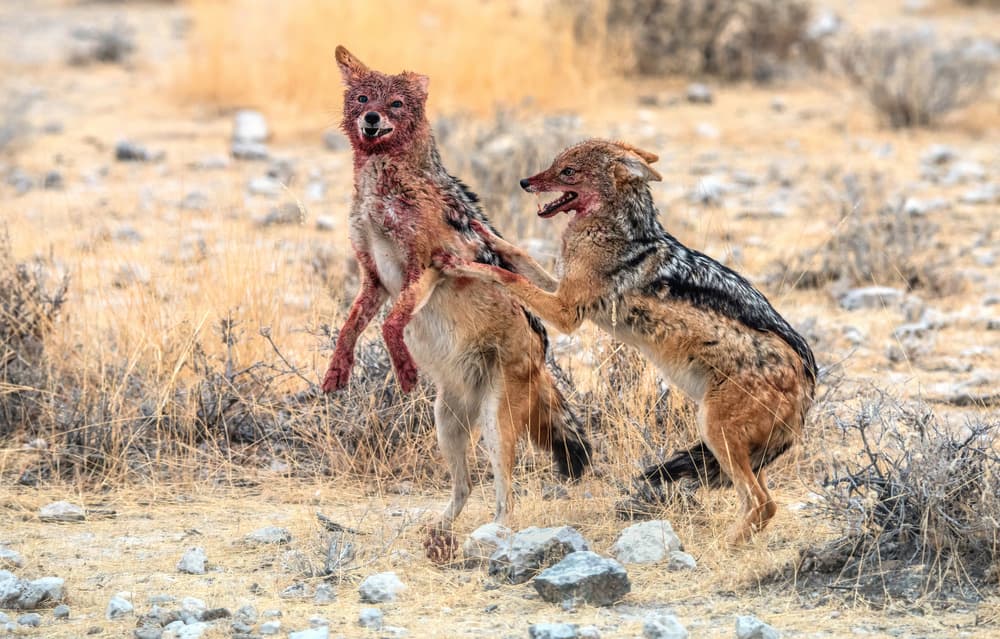 Bloody Jackals Battle by Giuseppe DAmico — canvas wall art