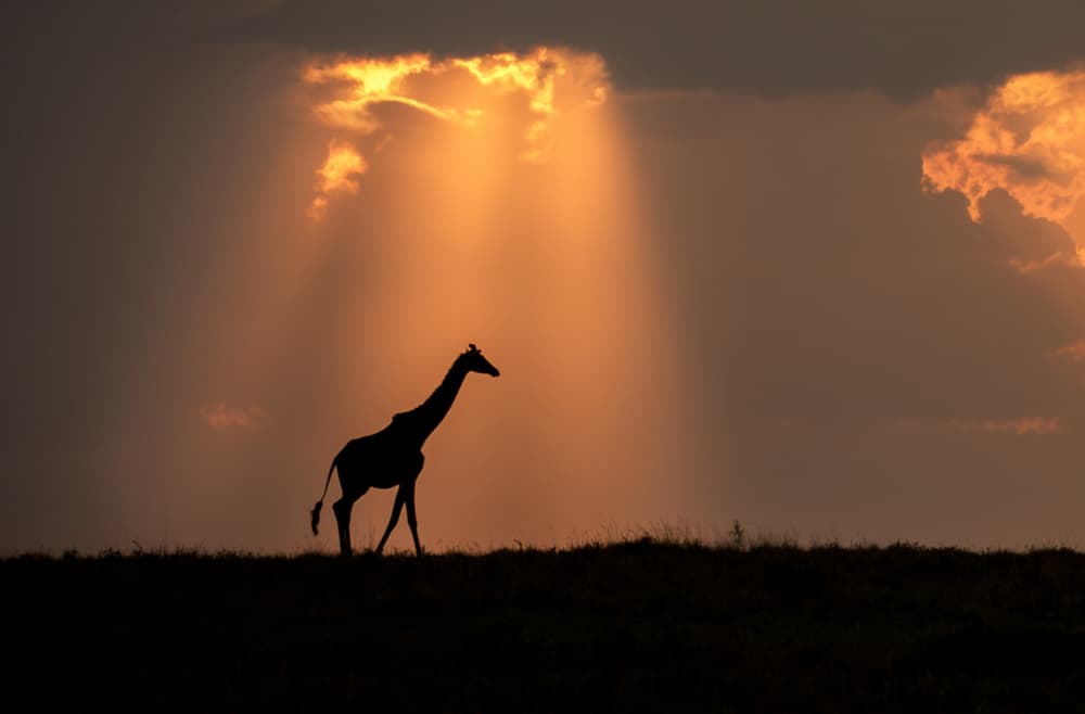 Golden Hour Giraffe by Anita Singh — canvas wall art