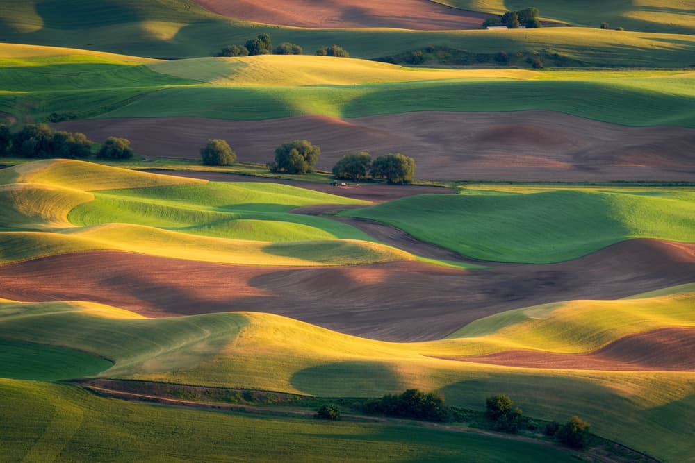 Golden Green Rolling Fields by Gerald Macua — canvas wall art