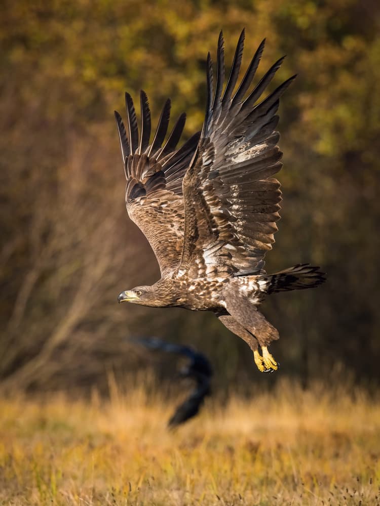 Majestic Eagle Flight by Petr Simon — canvas wall art