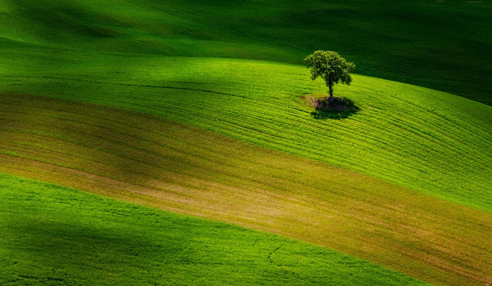 Solitary Tree Green Hills by Wim Denijs — canvas wall art