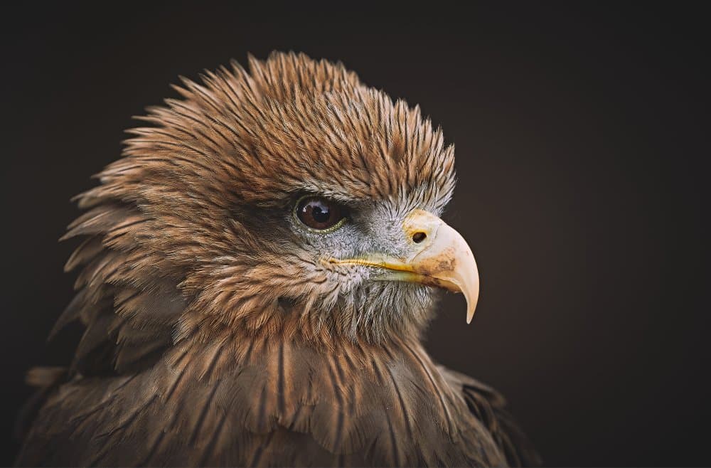 Wild Raptor Portrait by Stuart Williams — canvas wall art