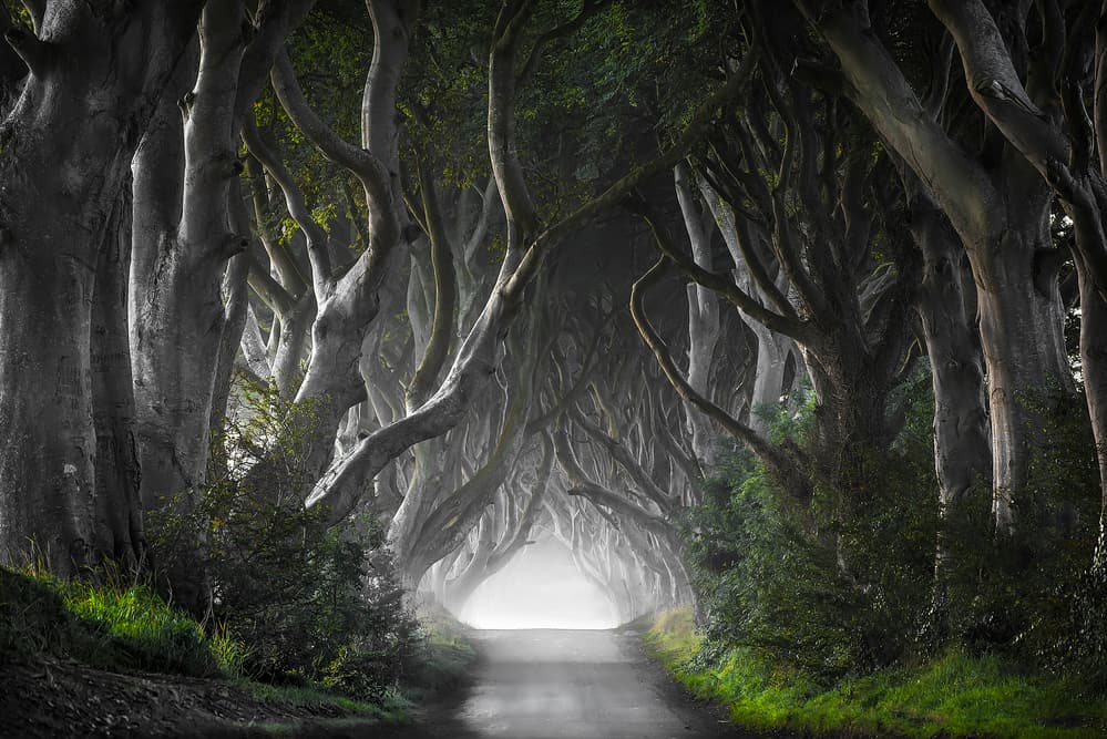 Mysterious Tree Tunnel