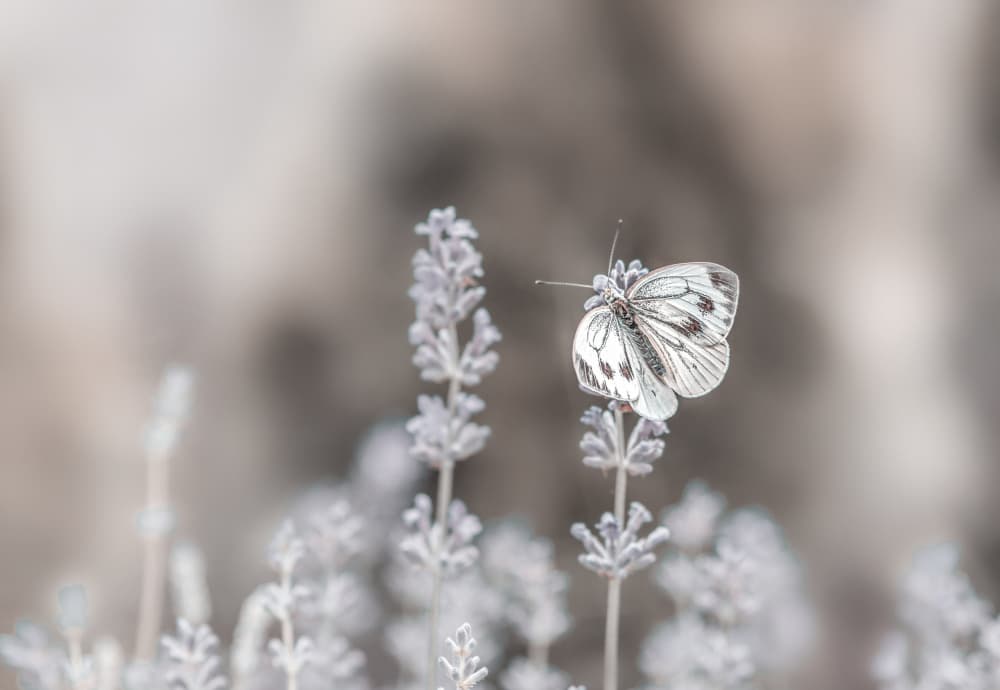 Delicate Lavender Butterfly by Oana Vasileniuc — canvas wall art