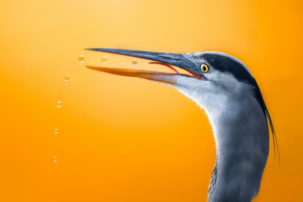 Heron Catching Drops by Nichole Chen — canvas wall art