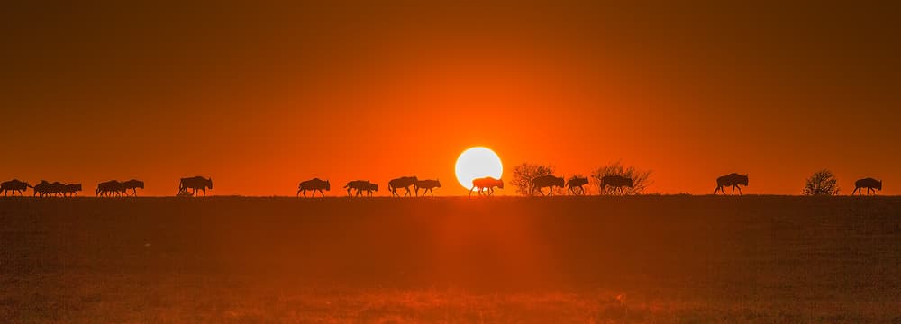 Wildebeest Sunset Silhouette by David Hua — canvas wall art