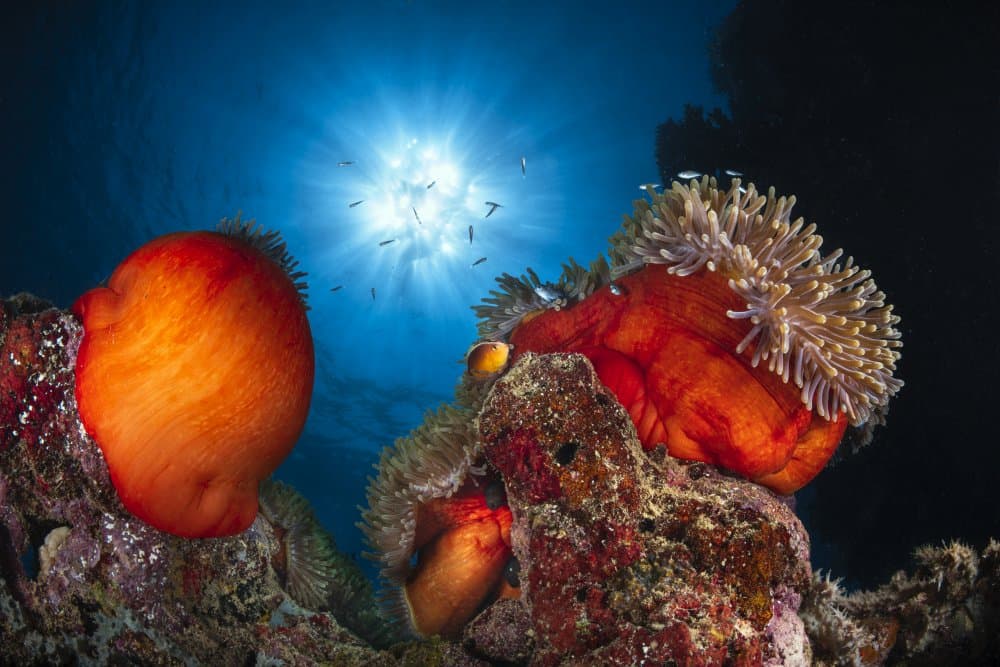 Underwater Anemone Sunburst by Barathieu Gabriel — canvas wall art