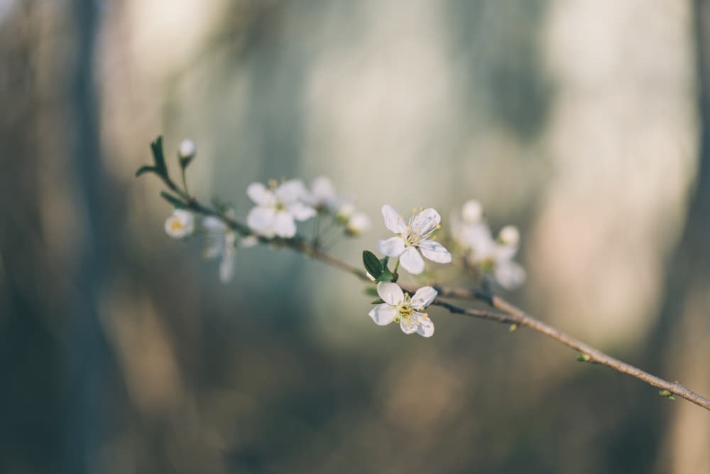 Soft White Blossoms by Javier Pardina — canvas wall art
