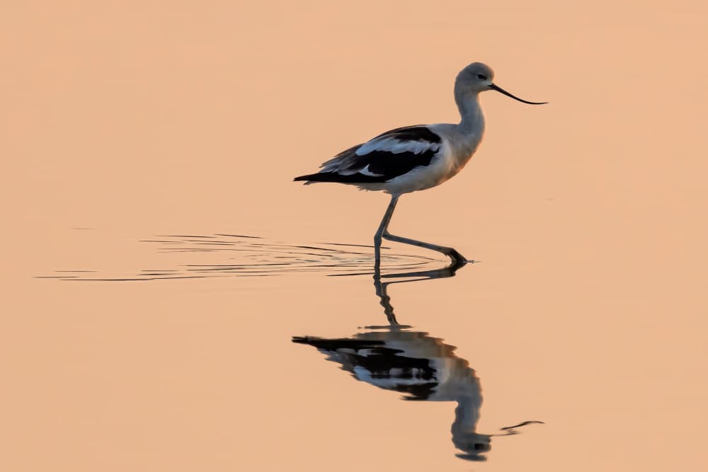 Peaceful Avocet Reflection by Xiaohong Zhang — canvas wall art