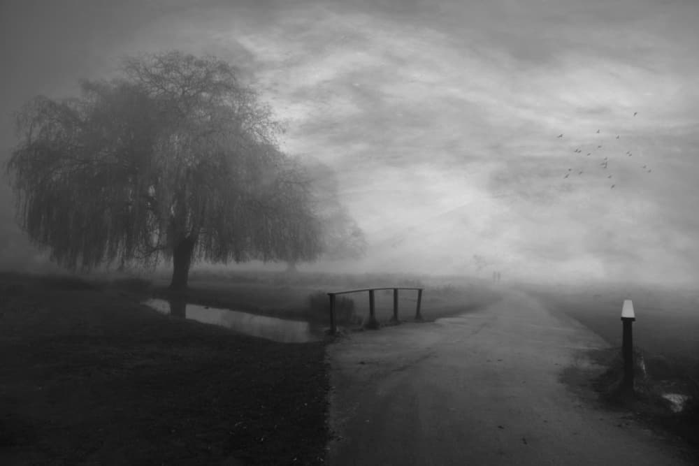 Misty Willow Path by Robert Fabrowski — canvas wall art