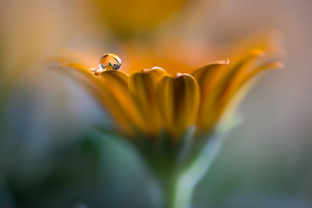 Golden Dewdrop Bloom by Silvia Spedicato — canvas wall art