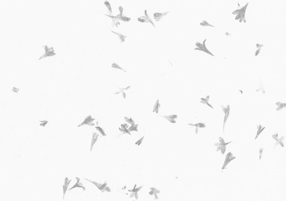 Delicate Floral Scatter by Santhosh ch — canvas wall art
