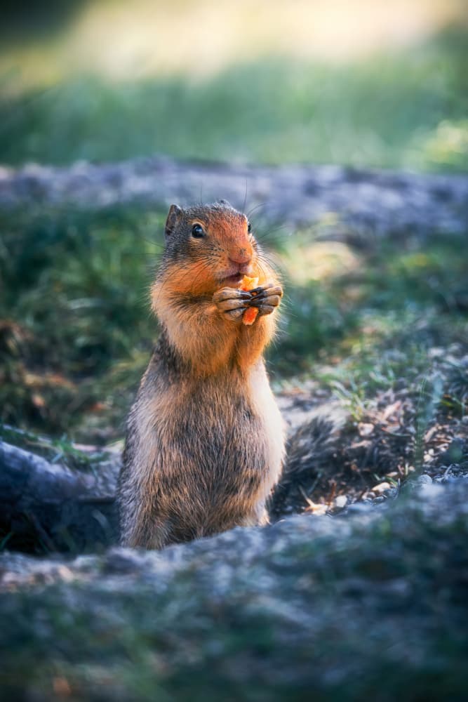 Furry Ground Squirrel Eating by Alex Zhao — canvas wall art