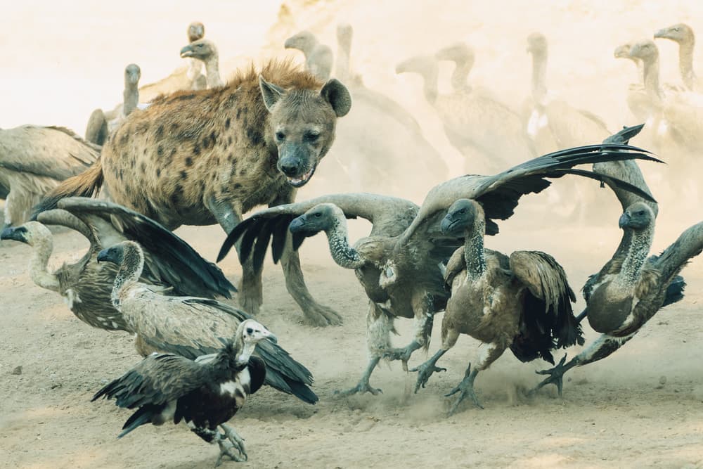 Hyena Vultures Clash by Hannes Bertsch — canvas wall art