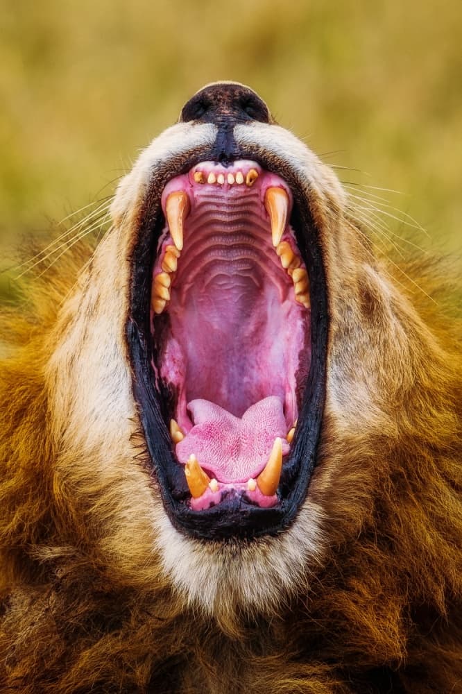 Powerful Lion Roar by Mohammed Alnaser — canvas wall art