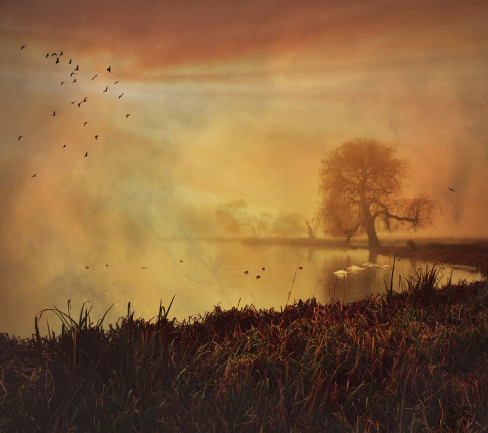 Misty Golden Lake Birds by Robert Fabrowski — canvas wall art