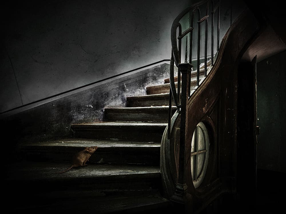 Eerie Stairway Rat by Holger Droste — canvas wall art
