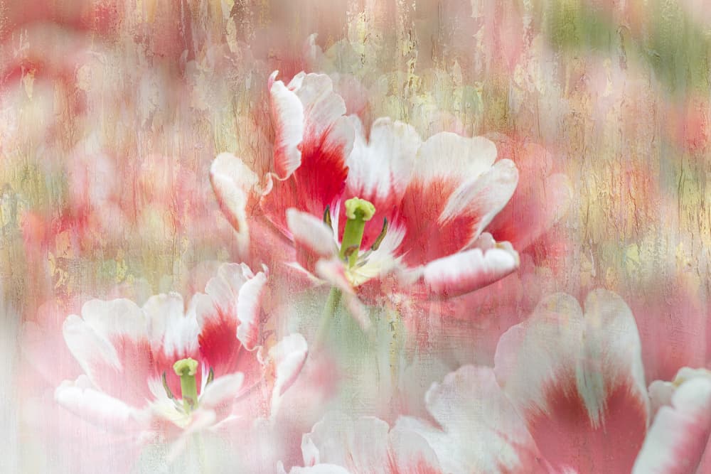 Blushing Tulip Garden by Igor Kopcev — canvas wall art