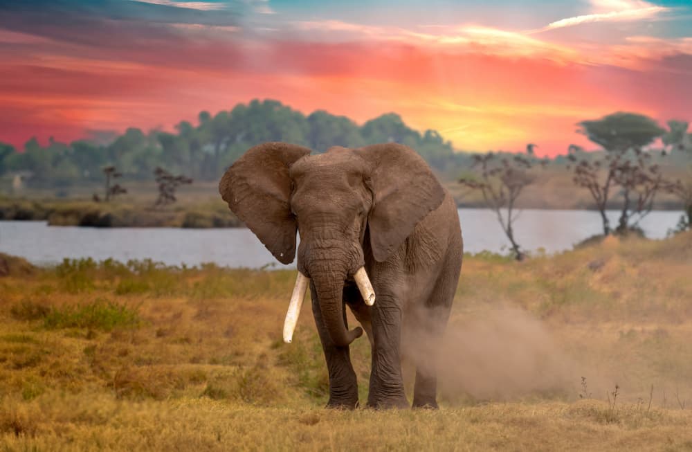African Elephant Sunset by Ken Liang — canvas wall art