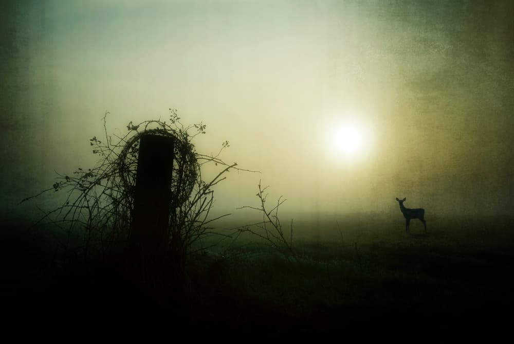 Misty Morning Deer by Wim Schuurmans — canvas wall art