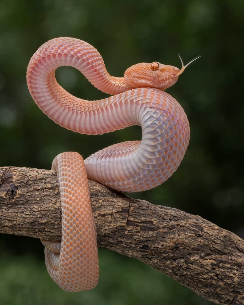 Tropical Orange Viper by Tantoyensen — canvas wall art