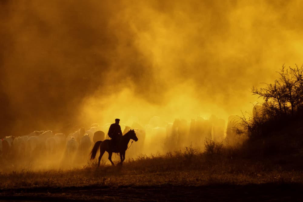 Golden Hour Cattle Drive by Sally Widjaja — canvas wall art