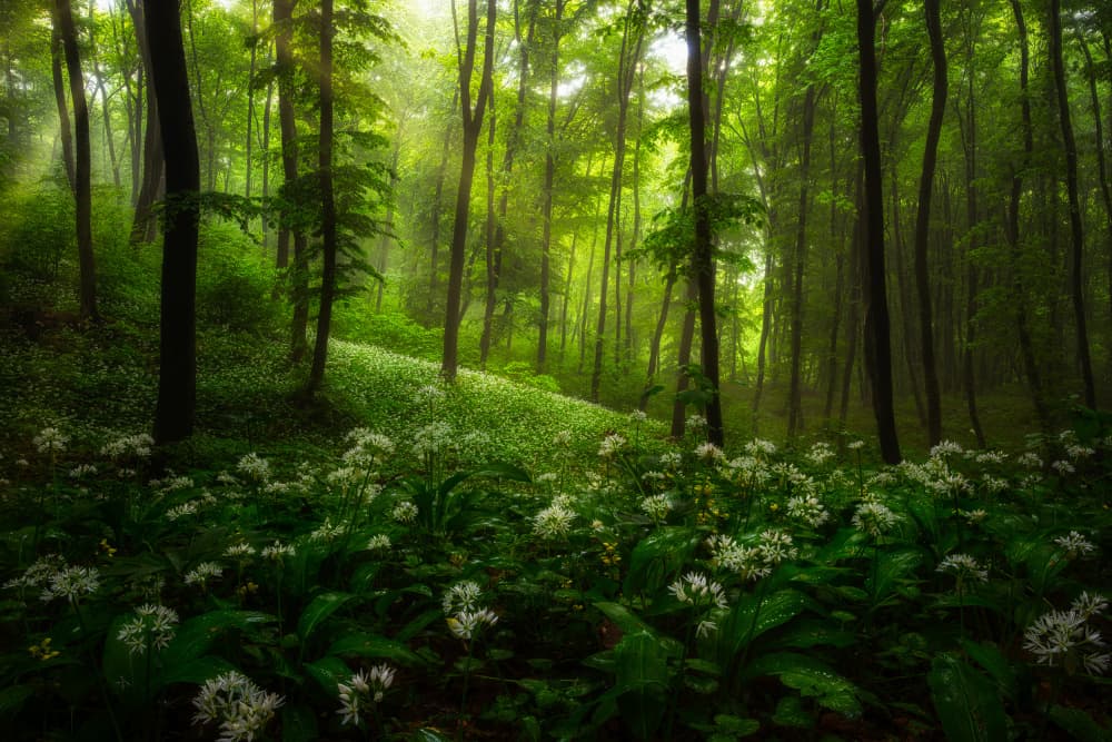 Enchanted Spring Forest by Hristo Yordanov — canvas wall art