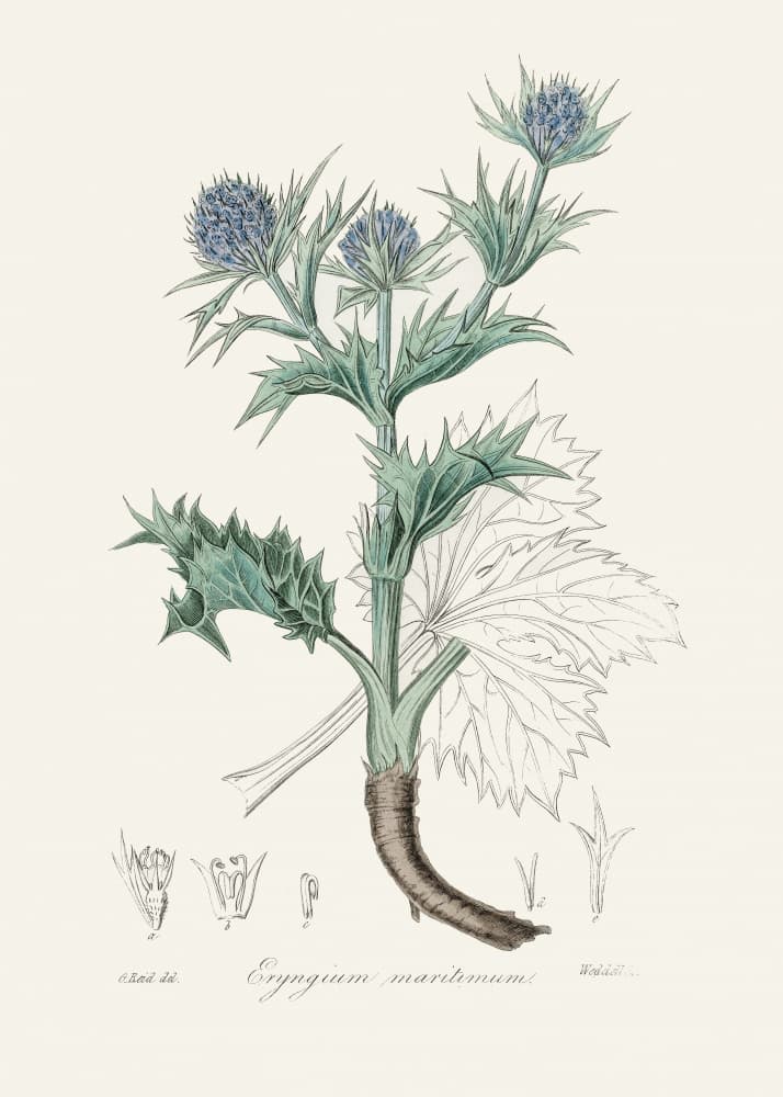 The Sea Holly (eryngium Mmaritimum) Medical Botany