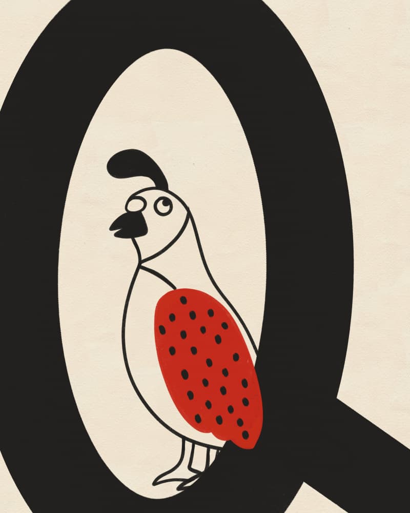 Playful Quail Letter Q by Deepthi s — canvas wall art