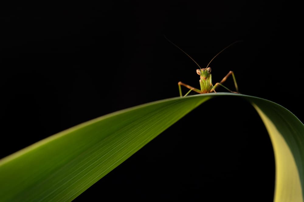 Green Mantis Watch by Pamela Doretti — canvas wall art