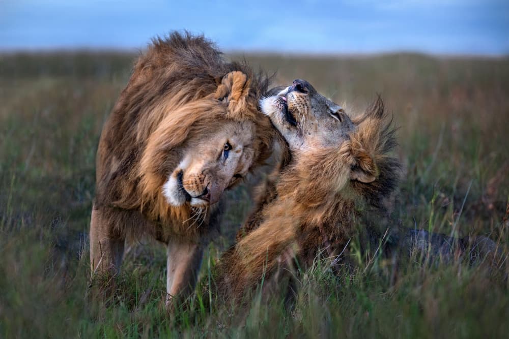 Brotherhood of Lions by Xavier Ortega — canvas wall art