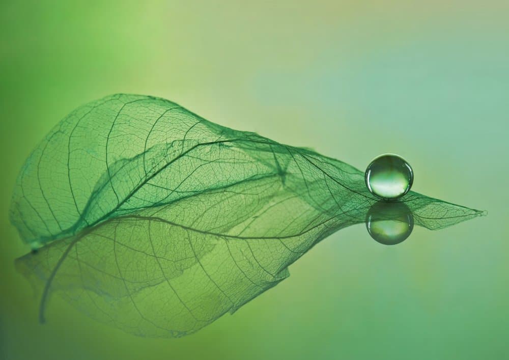 Green Leaf Water Reflection by Lara Bonazza — canvas wall art