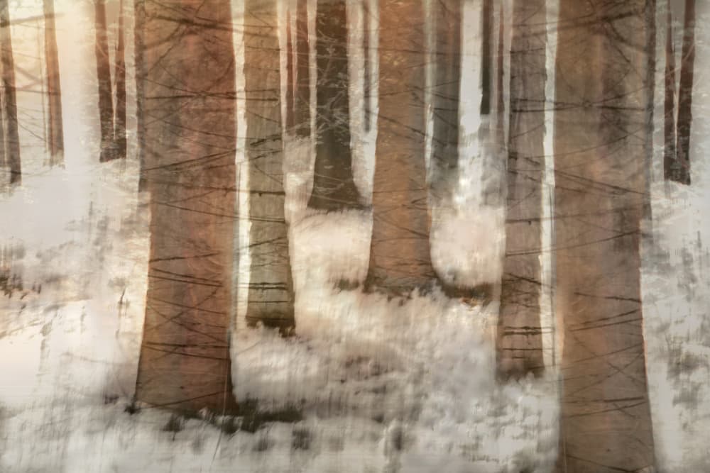 Dreamy Winter Forest by Christina Sillen — canvas wall art