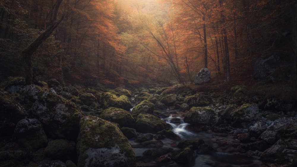 Sunlit Forest Stream by Thomas de Franzoni — canvas wall art