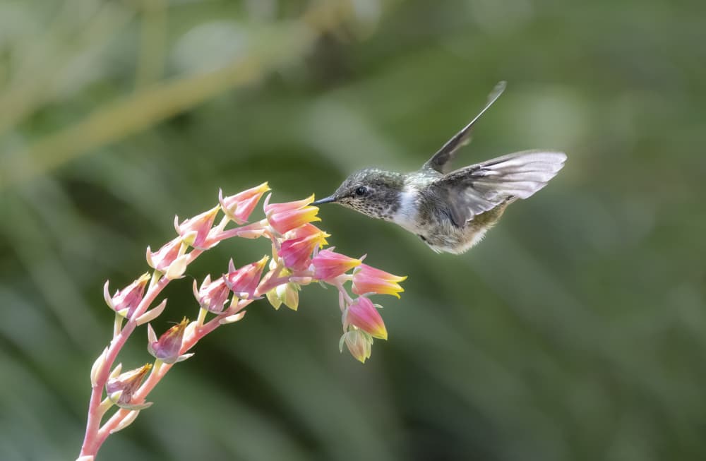 Hummingbird Nectar Flower by Yun Gong — canvas wall art