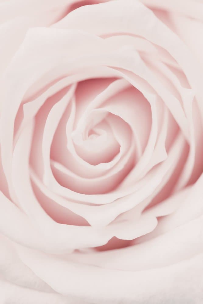 Soft Pink Rose by Pictufy Studio III — canvas wall art