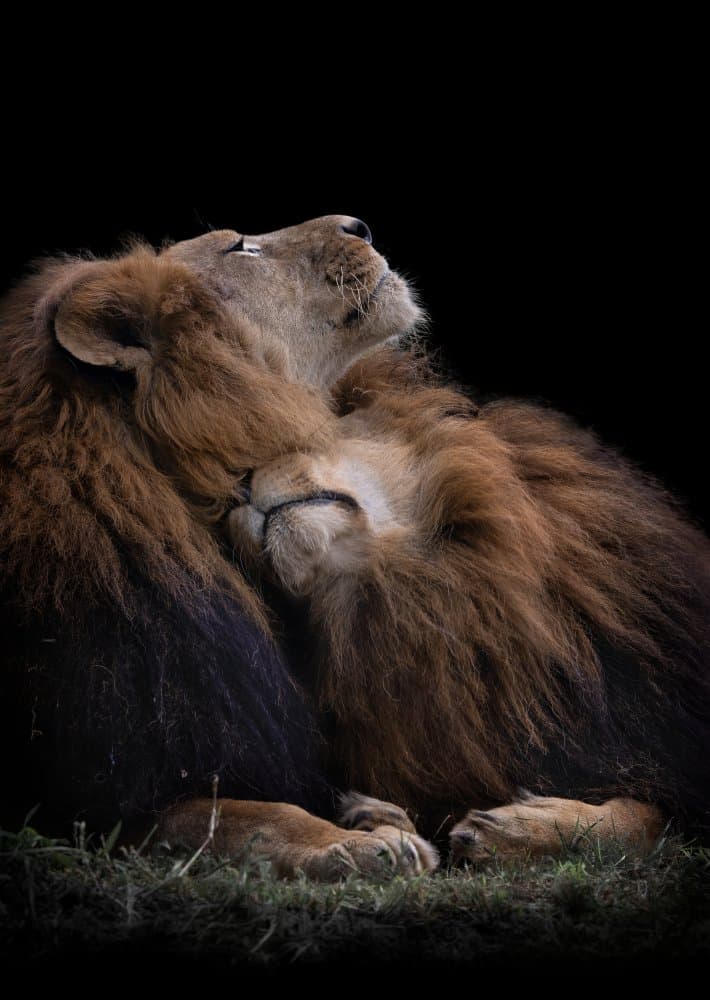 Two Lions' Embrace by Jealousy — canvas wall art