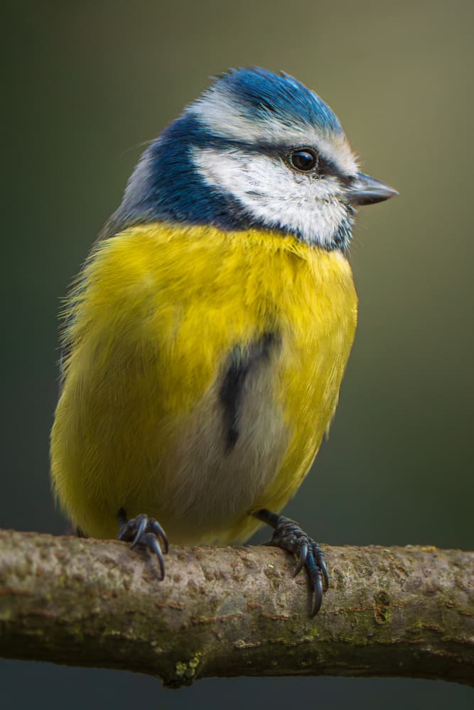 Vibrant Blue Tit Perch by Noa Nick — canvas wall art