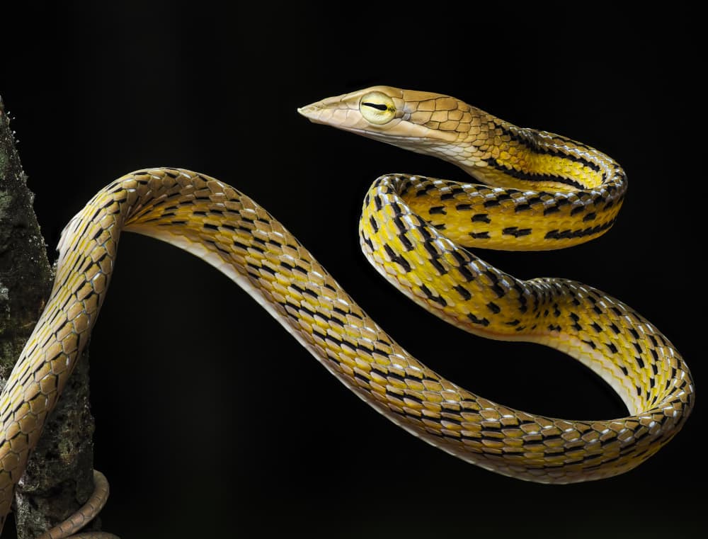 Elegant Vine Snake by HuongHoang — canvas wall art