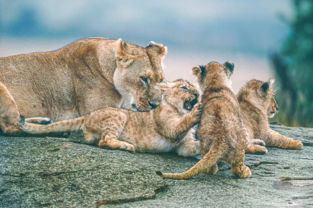 Mother Lion and Cubs by Jeffrey C. Sink — canvas wall art