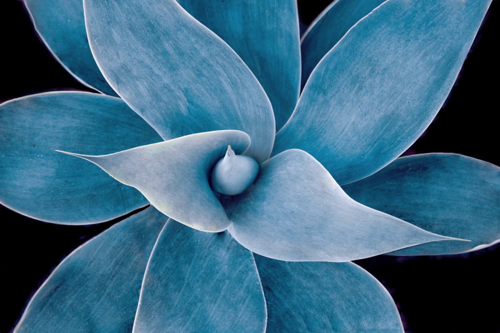 Calm Blue Succulent by Robin Wechsler — canvas wall art
